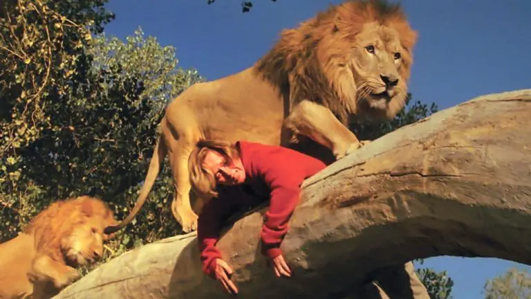 Hollywood Flashback : en 1981, « Roar » oppose des lions à des humains sans CGI