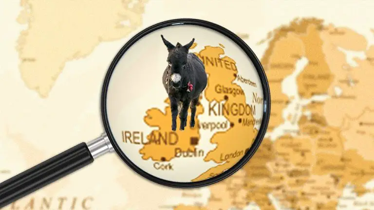 Où dans le monde se trouve la star Jenny the Donkey de « Banshees of Inisherin » ?