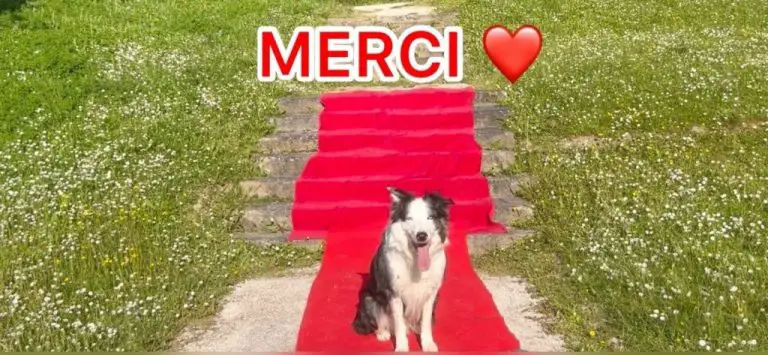 Cannes: ‘Anatomie d’une chute’ Border Collie Messi remporte Palm Dog dans le concours canin le plus compétitif à ce jour