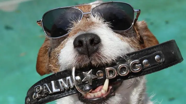 Cannes Palm Dog : « The Old Oak » de Ken Loach remportera-t-il le prix du meilleur chien lors de la finale du réalisateur Bowwow ?