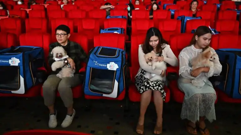 Les salles de cinéma asiatiques innovent pour remplir les sièges : les cinémas acceptant les chiens, le cosplay de la « Petite Sirène » et les projections animées par des critiques