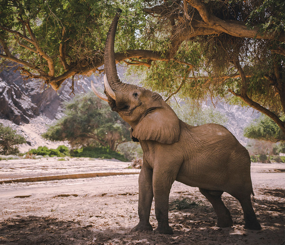 Les secrets des éléphants Nat Geo