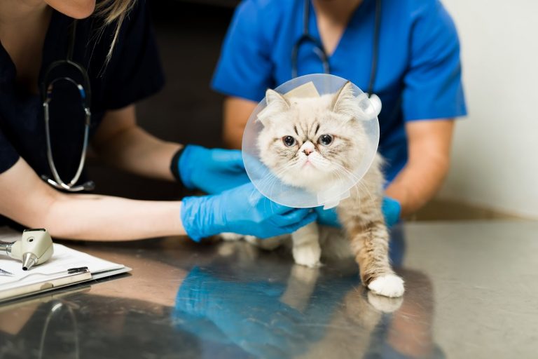 Mythes et faits populaires sur la stérilisation des chats. Vérité ou fiction ?