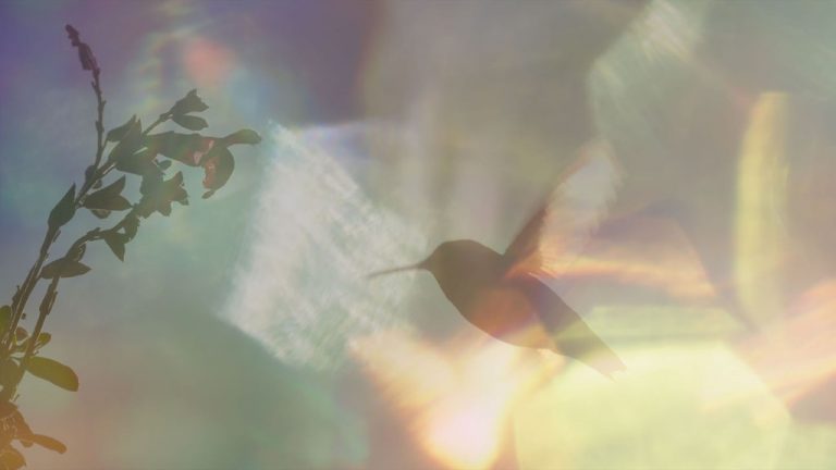 Revue « Every Little Thing » : un superbe portrait rapproché d’une secouriste colibri et de ses petits patients