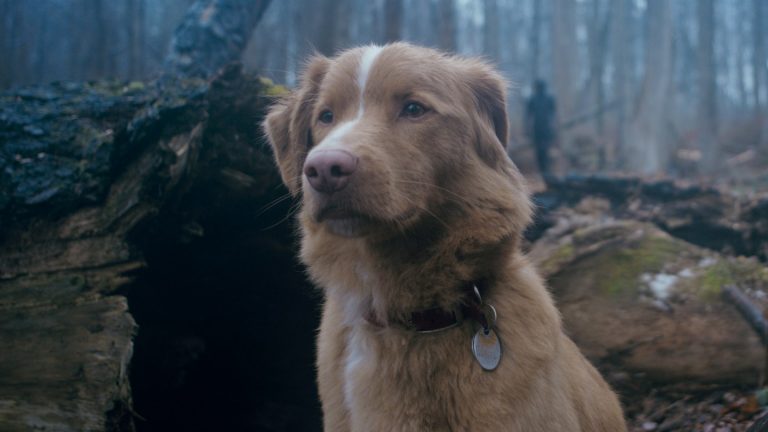 La bande-annonce de «  bon garçon  » montre une maison hantée du point de vue du chien