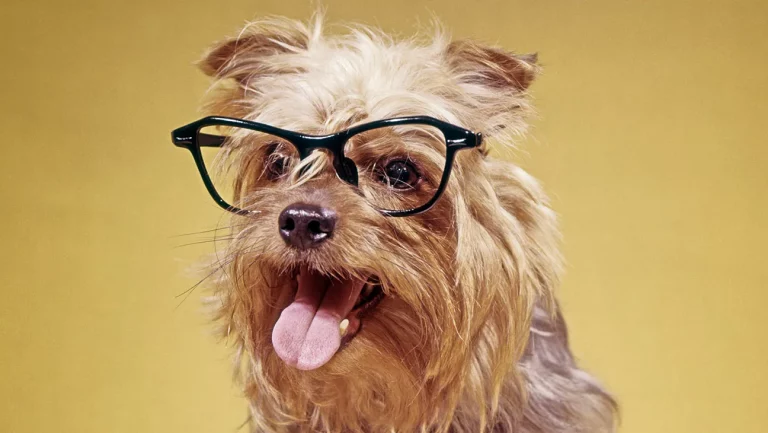 Puppy Bowl présentera pour la première fois des chiens âgés, à l&rsquo;opposé des chiots