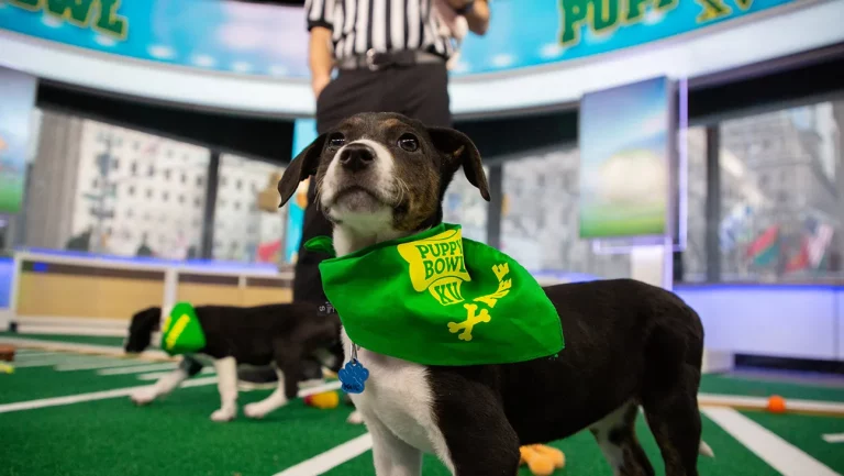 Entraîneur du « Puppy Bowl » expliquant comment apprendre à 125 chiots à jouer au faux football et à ne pas faire caca sur le terrain (trop)
