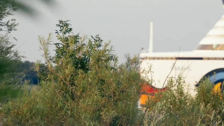 Revue « Strange Neighbours » : un document environnemental joli mais familier dépeint la beauté naturelle bousculée par la laideur artificielle